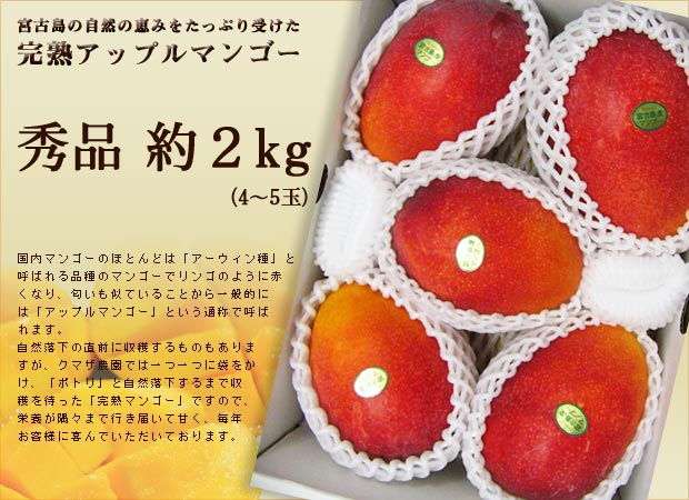 【限定3名】宮古島産完熟アップルマンゴー 秀品約2kgプレゼント!