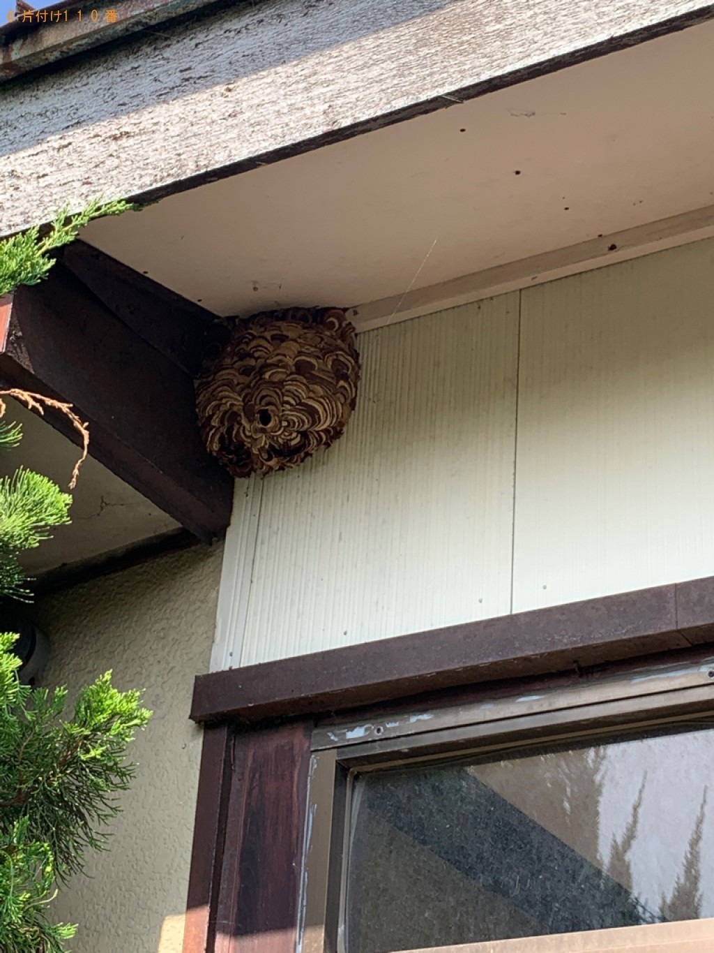 スズメバチ駆除ご依頼　お客様の声